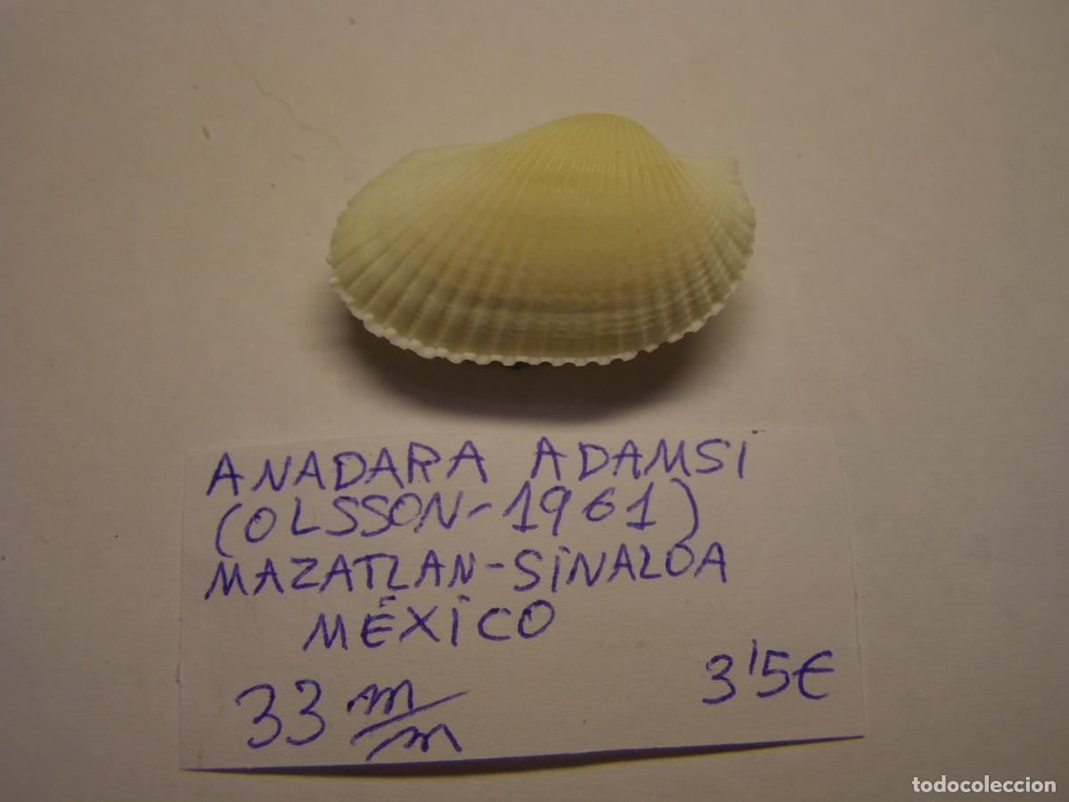 Coleccionismo de moluscos: Bivalvo shell anadara adamsi. M&eacute;xico.
