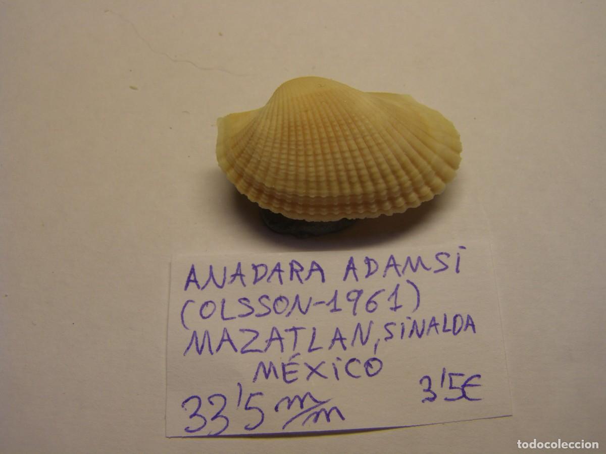 Coleccionismo de moluscos: Bivalvo shell anadara adamsi. M&eacute;xico.