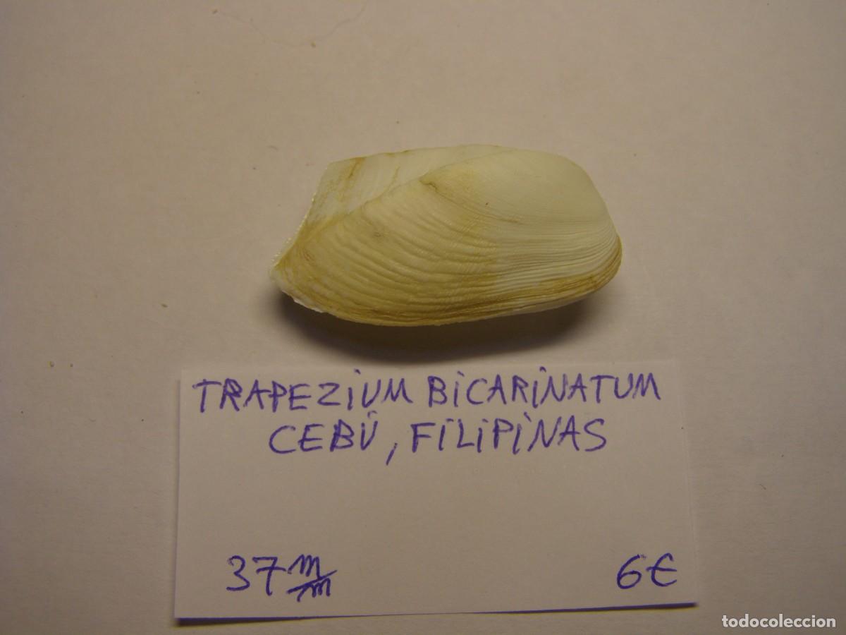 Coleccionismo de moluscos: Bivalvo shell trapezium bicarinatum. Filipinas.