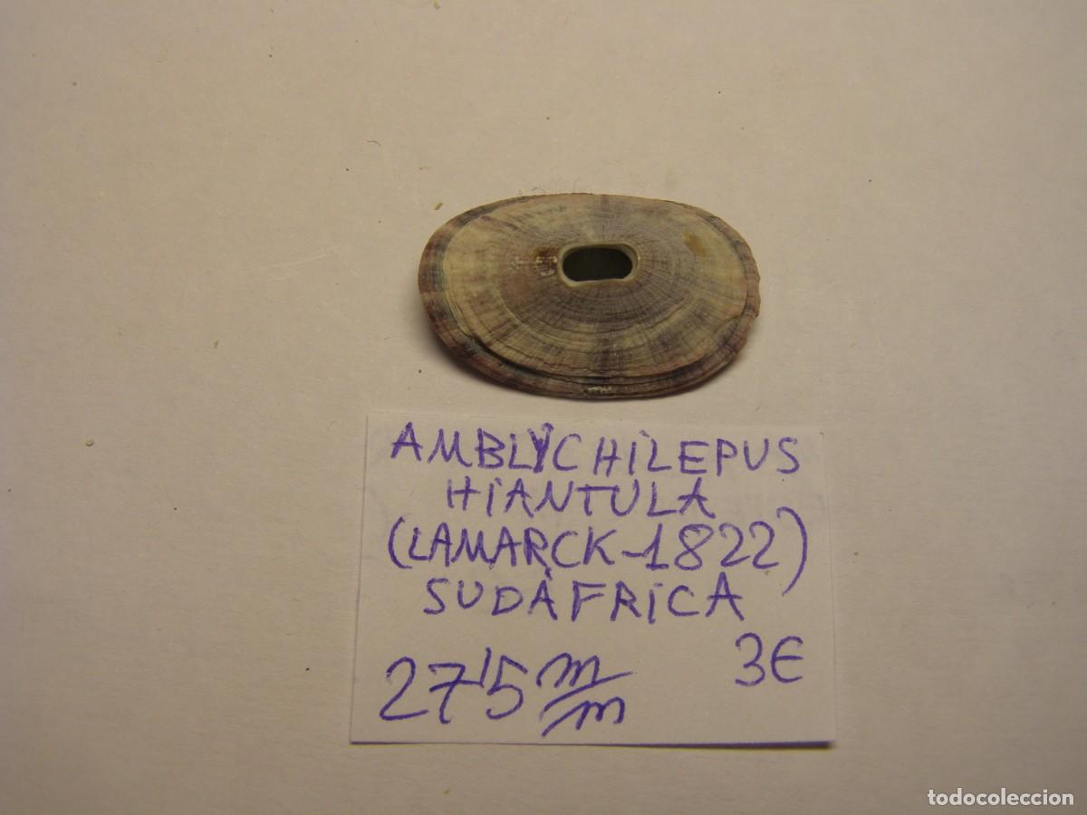 Coleccionismo de moluscos: Caracol snail shell amblychilepus hiantula. Sud&aacute;frica.