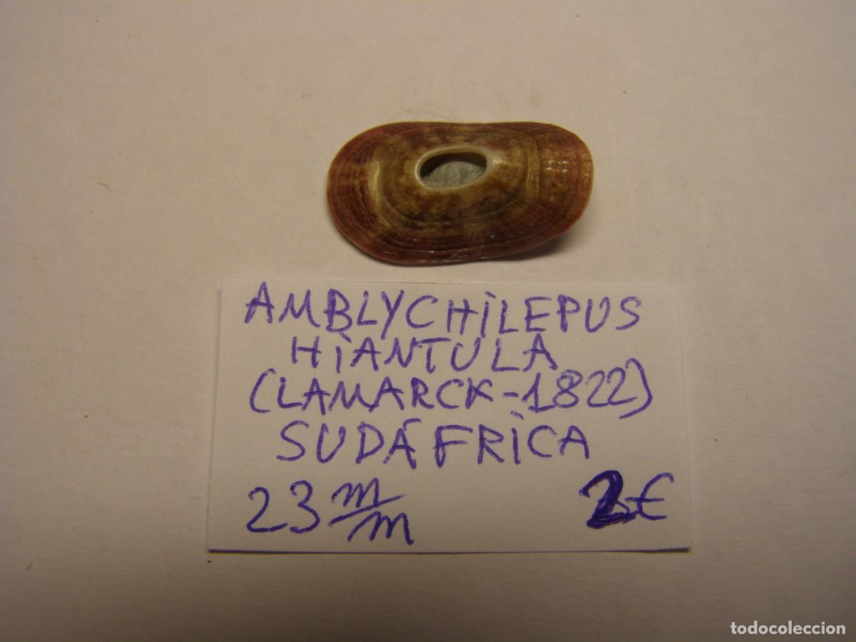 Coleccionismo de moluscos: Caracol snail shell amblychilepus hiantula. Sud&aacute;frica.