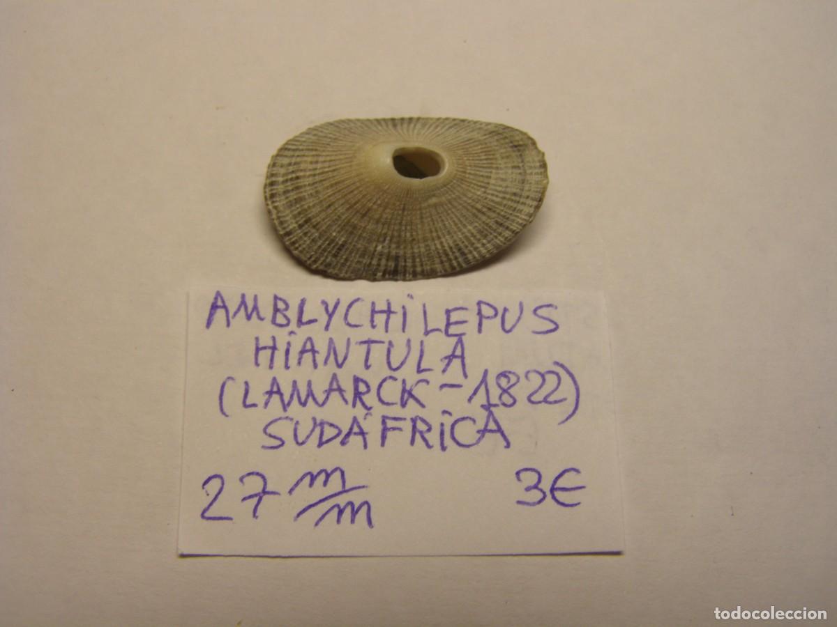 Coleccionismo de moluscos: Caracol snail shell amblychilepus hiantula. Sud&aacute;frica.