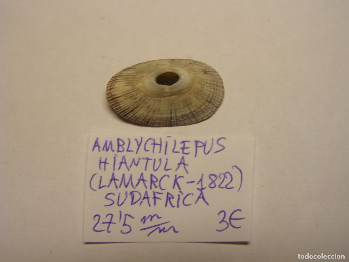 Coleccionismo de moluscos: Caracol snail shell amblychilepus hiantula. Sud&aacute;frica.