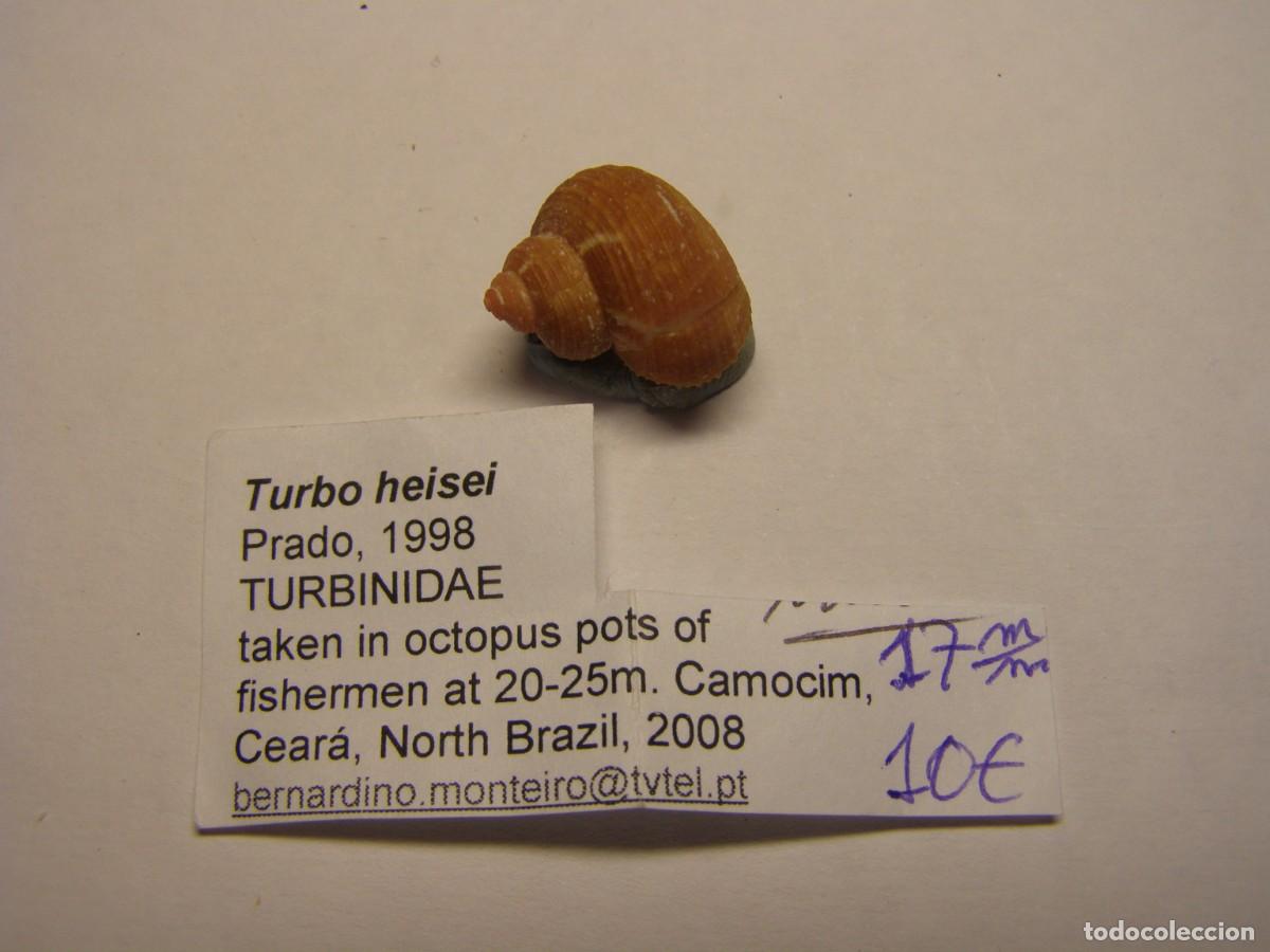 Coleccionismo de moluscos: Caracol snail shell turbo heisei. Brasil.