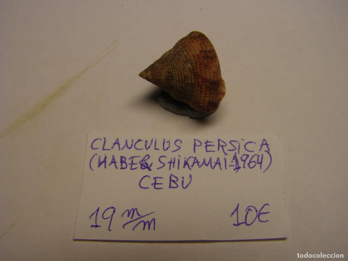 Coleccionismo de moluscos: Caracol snail shell clanculus persica. Cebu.