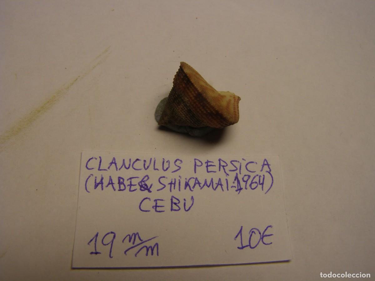 Coleccionismo de moluscos: Caracol snail shell clanculus persica. Cebu. - Foto 2