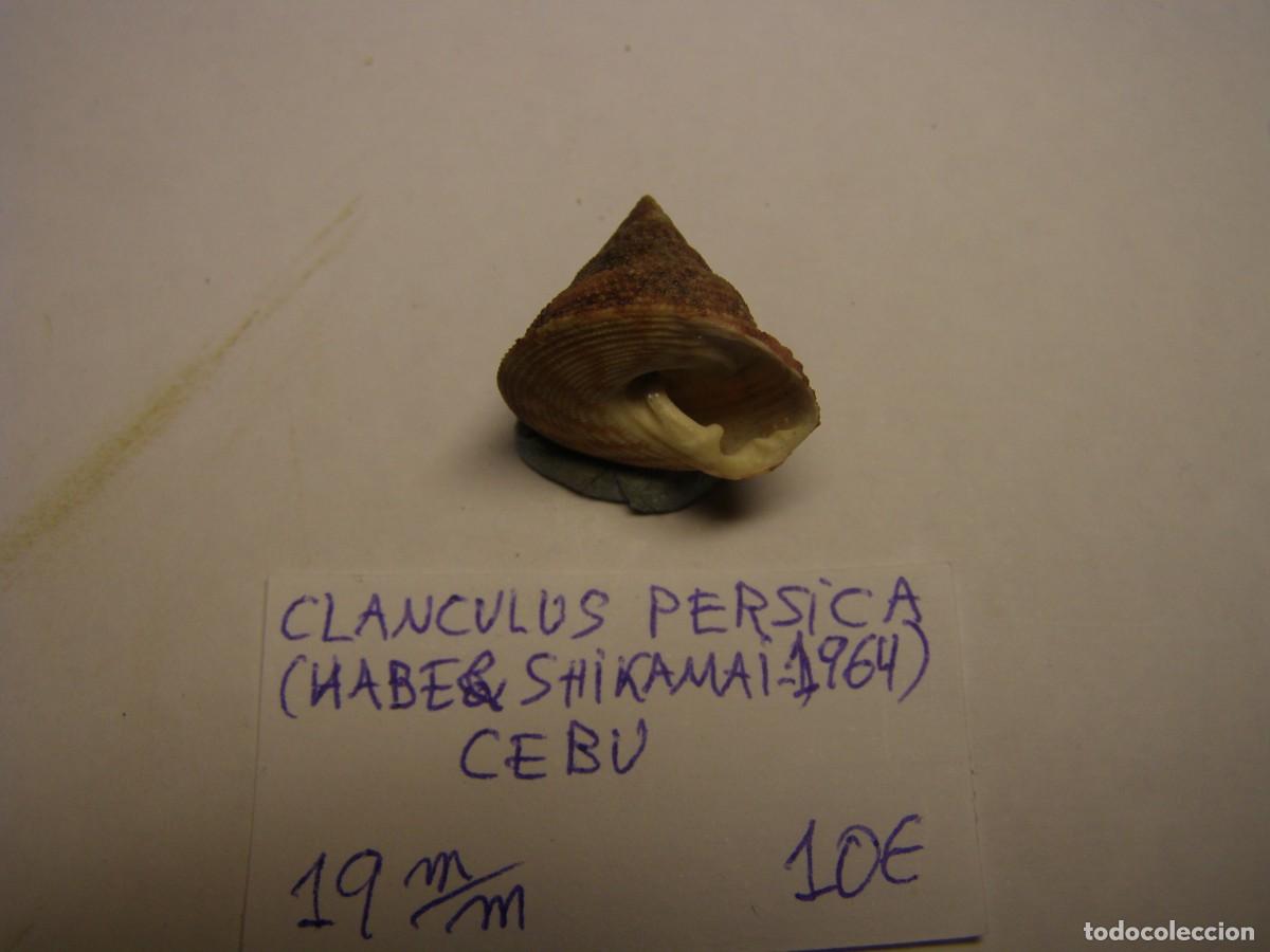 Coleccionismo de moluscos: Caracol snail shell clanculus persica. Cebu. - Foto 3