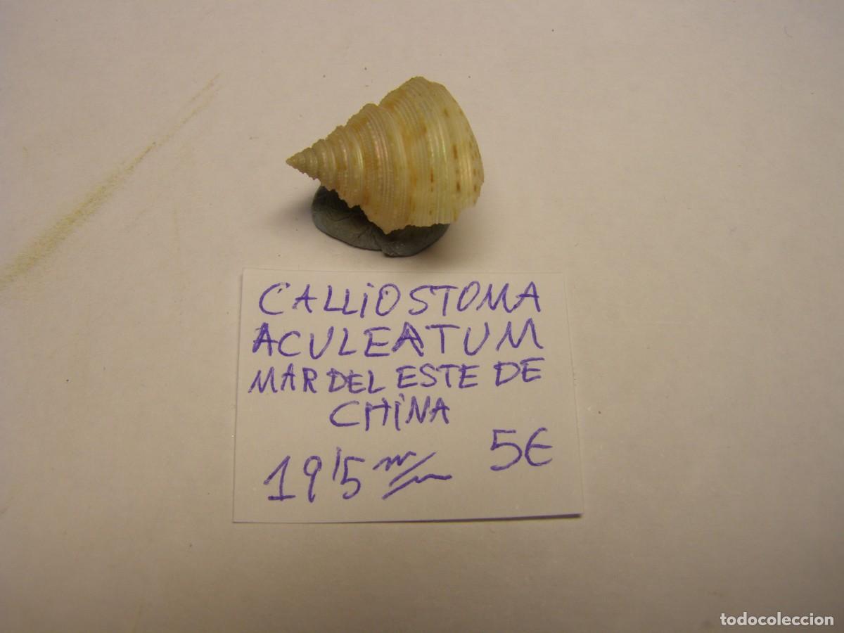Coleccionismo de moluscos: Caracol snail shell calliostoma aculeatum. China.