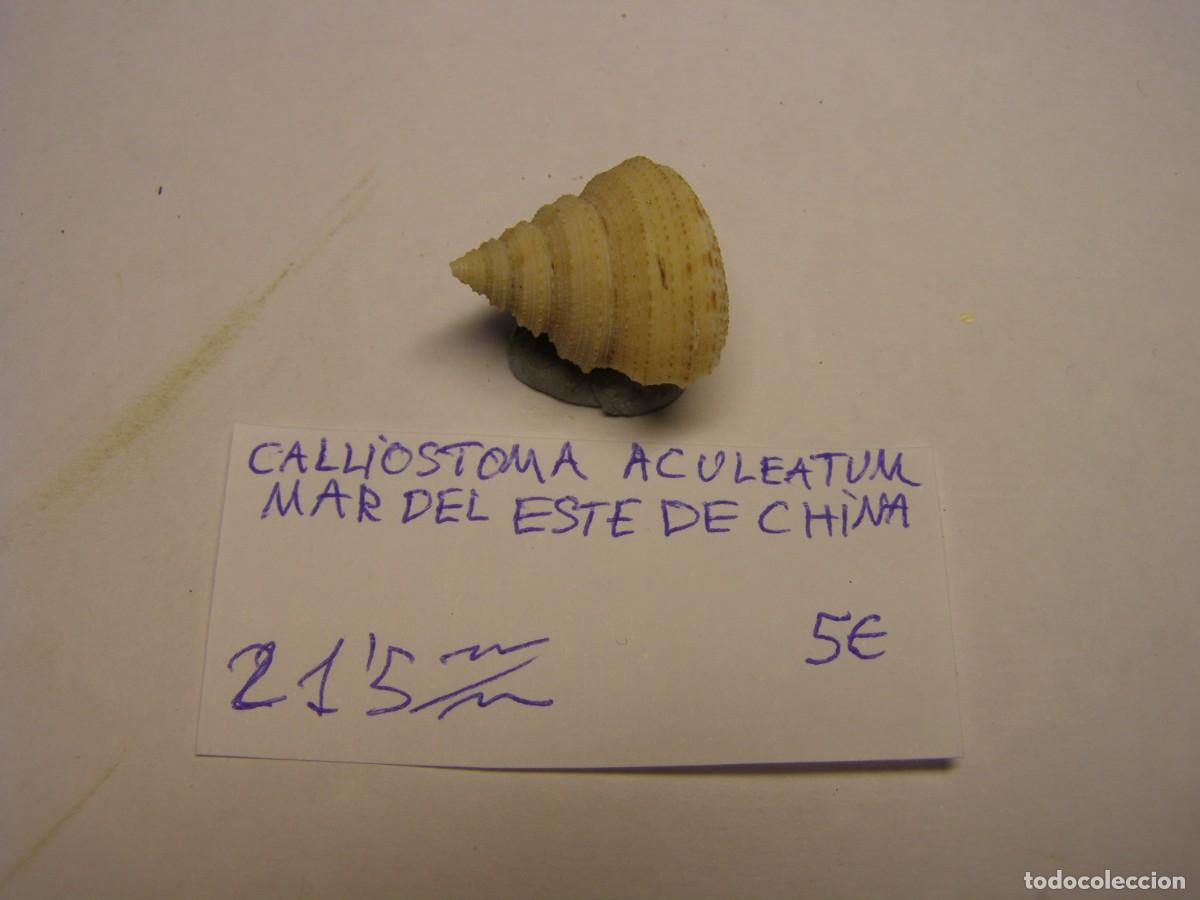 Coleccionismo de moluscos: Caracol snail shell calliostoma aculeatum. China.