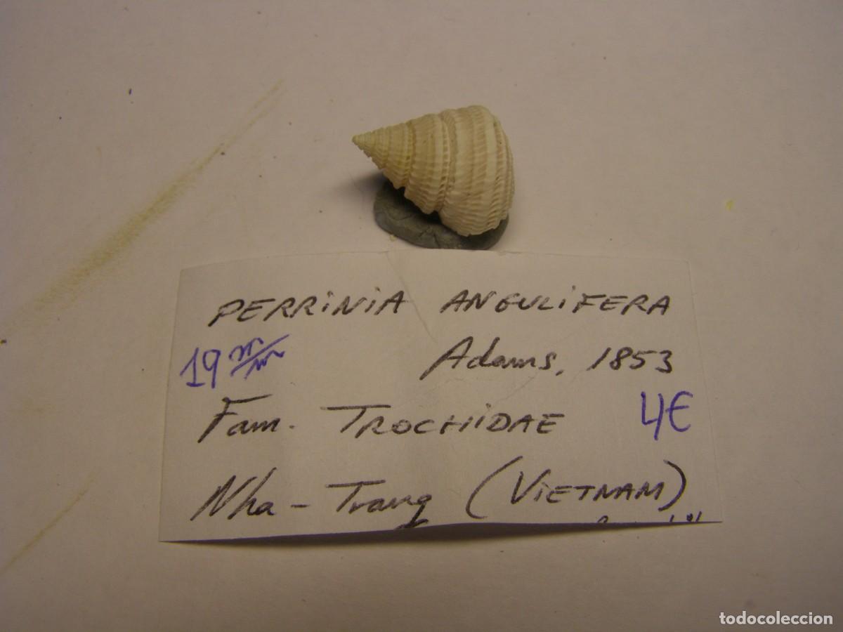 Coleccionismo de moluscos: Caracol snail shell perrinia angulifera. Vietnam.