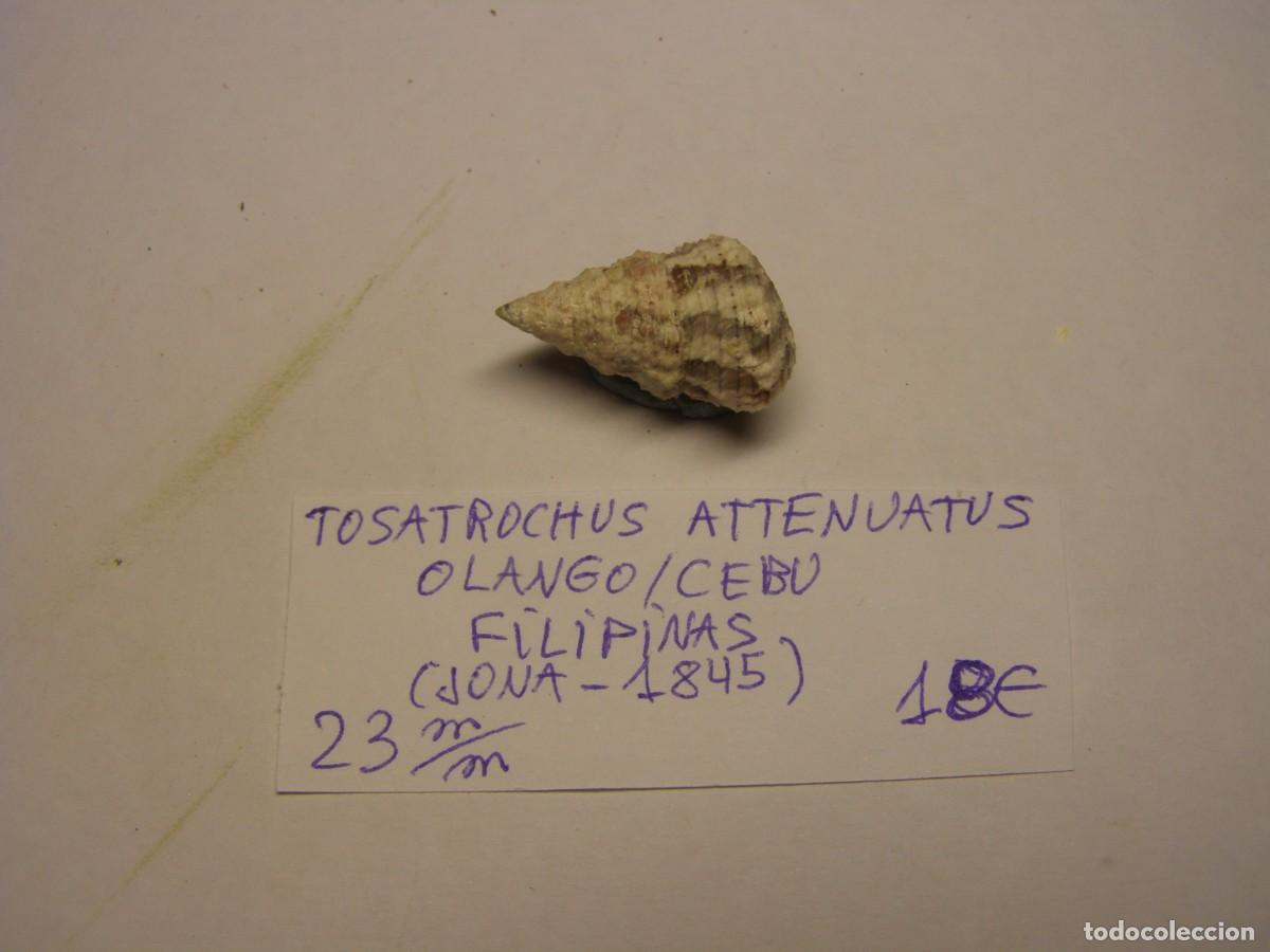Coleccionismo de moluscos: Caracol snail shell tosatrochus attenuatus. Filipinas.