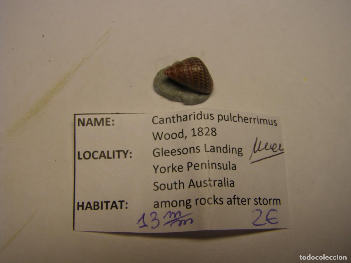 Coleccionismo de moluscos: Caracol snail shell cantharidus pulcherrimus. Australia.