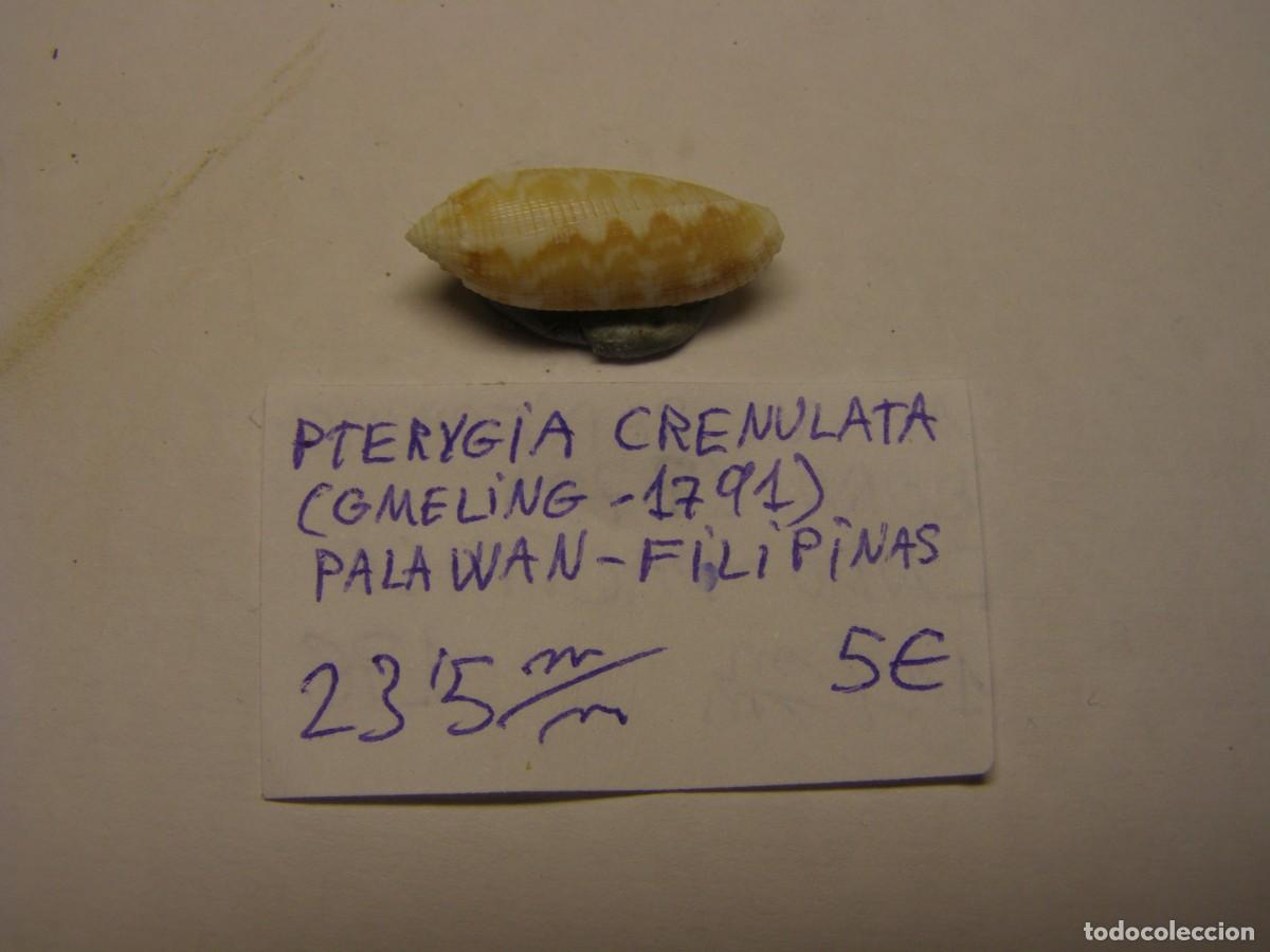 Coleccionismo de moluscos: Caracol snail shell pterygia crenulata. Filipinas.