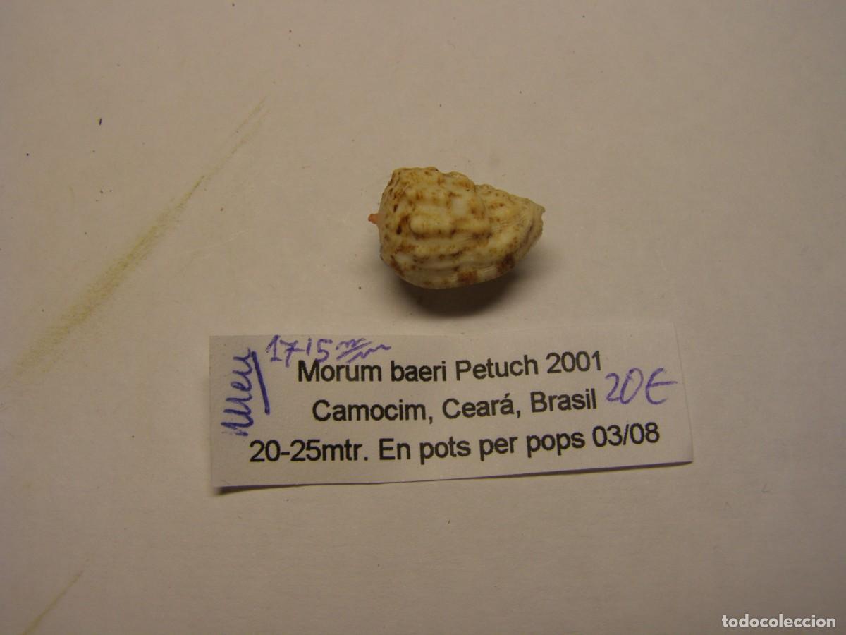 Coleccionismo de moluscos: Caracol snail shell morum baeri. Brasil.