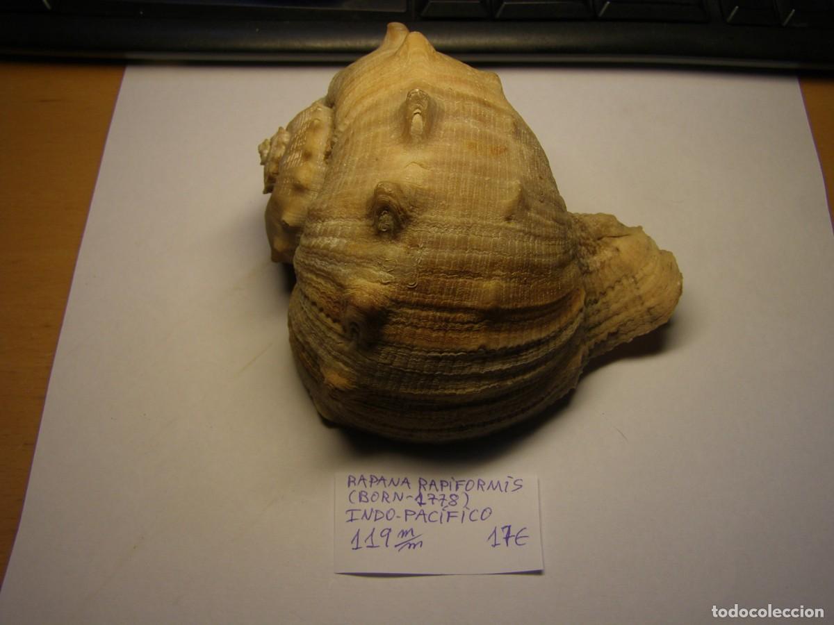 Coleccionismo de moluscos: Caracol snail shell rapana rapiformis. Indo Pac&iacute;fico.