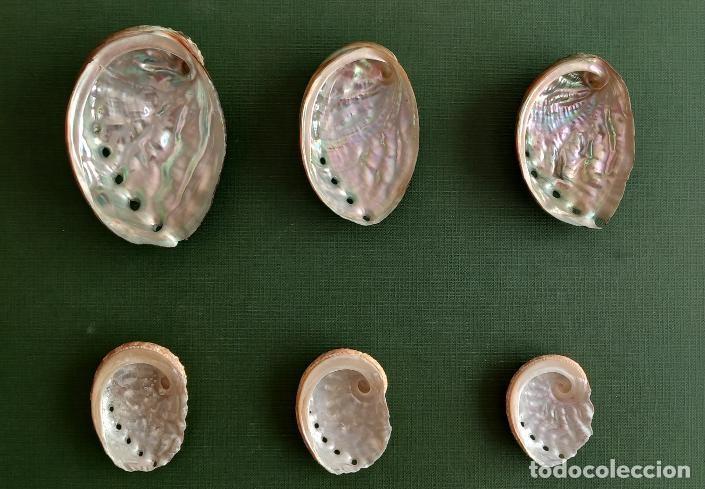 Coleccionismo de moluscos: 6 HALIOTIS. NACAR. NO F&Oacute;SIL.