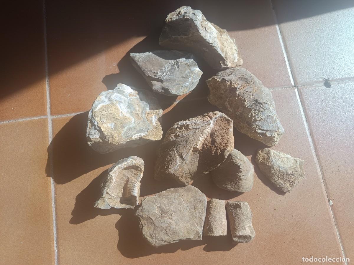 Collezionismo di molluschi: Lote de rocas s&iacute;lex y f&oacute;siles a identificar