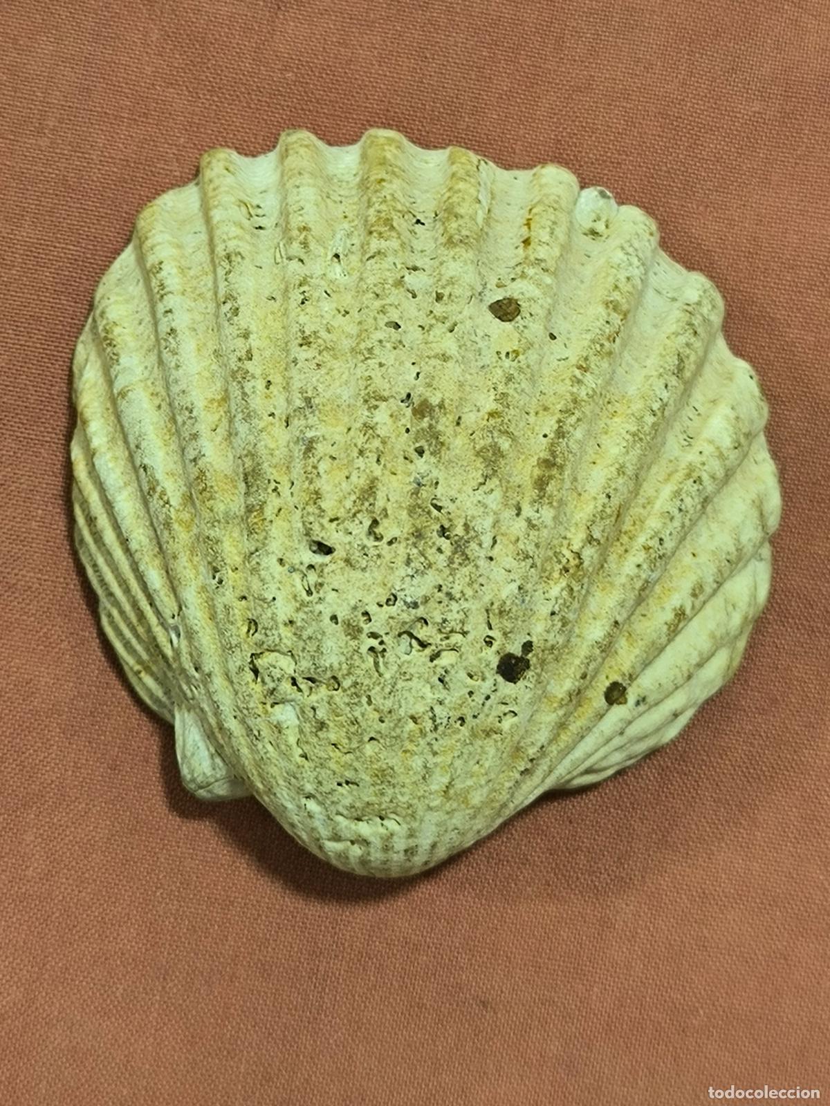 Collectionnisme de mollusques: Concha Atl&aacute;ntica Antigua Naturalizada Blanca Coleccionismo