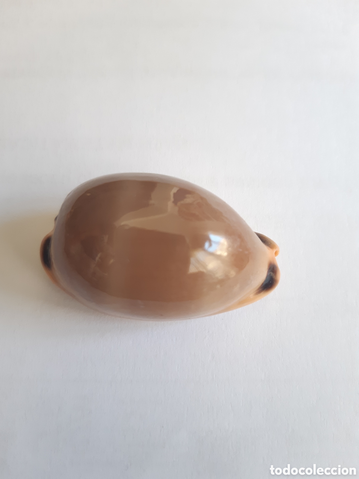 Coleccionismo de moluscos: LURIA LURIDA. PLAYA DEL PINET. ELX(3)