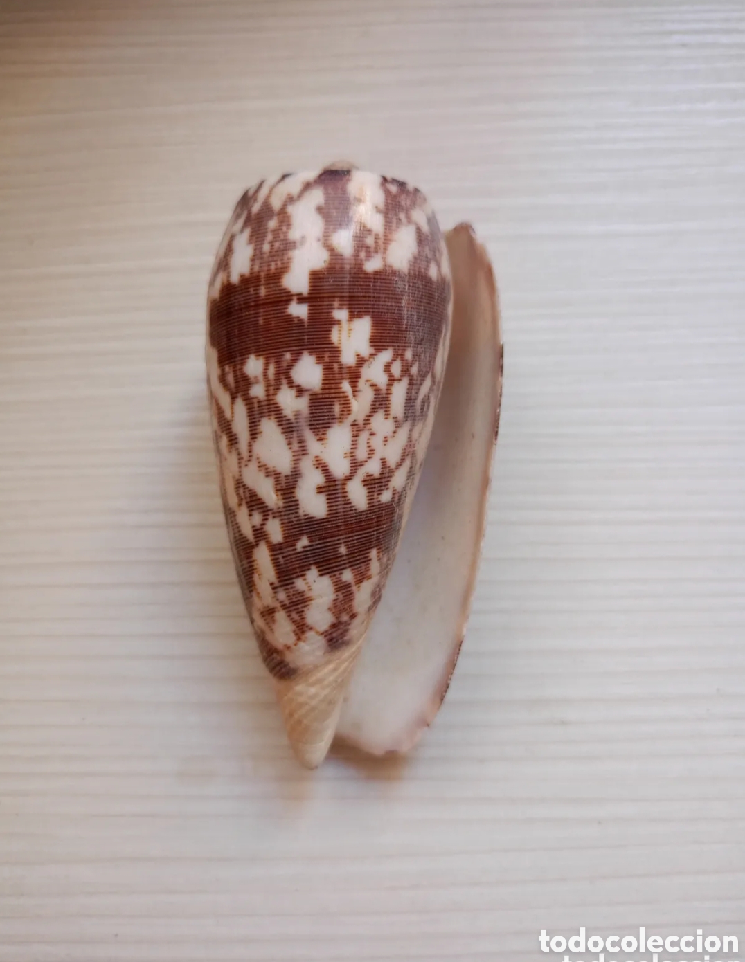Coleccionismo de moluscos: Conus monachus molusco caracola