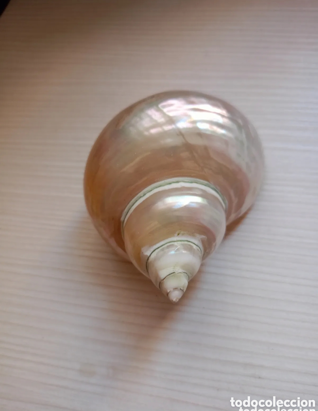Collezionismo di molluschi: Concha caracola de mar nacarada 6cm