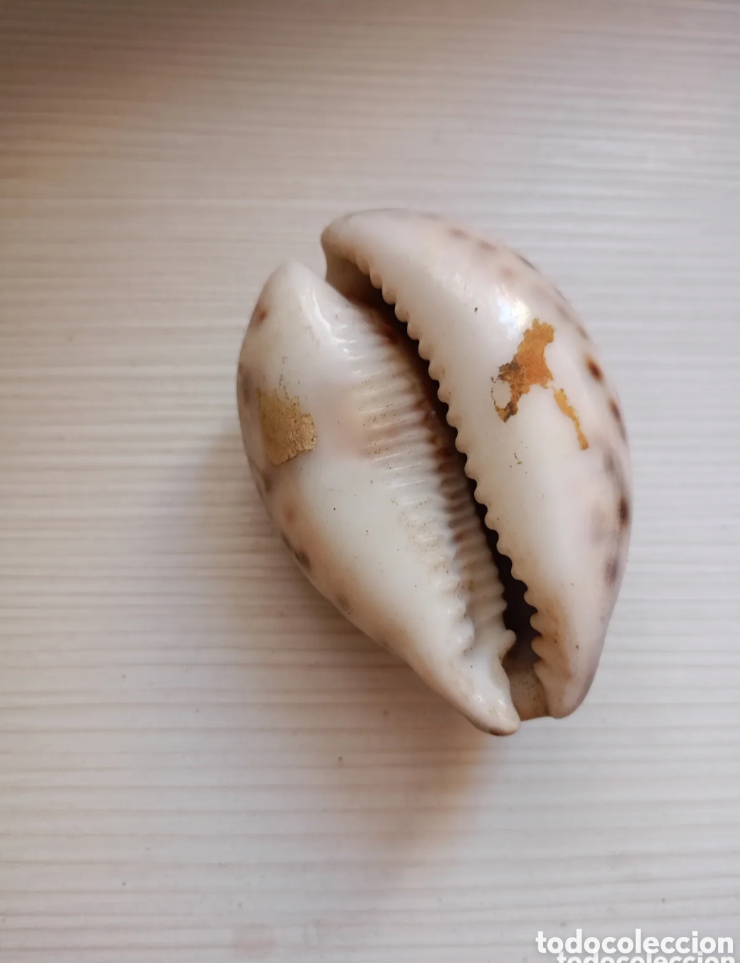 Collezionismo di molluschi: concha de cauri Cypraea Tigris