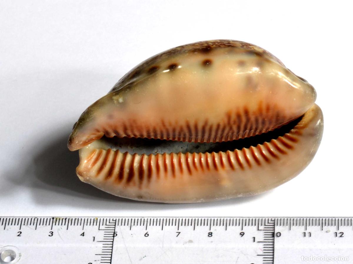 Sammlung von Weichtieren: CARACOL SNAIL SHELL CONCHA DE GASTER&Oacute;PODO MARINO. CYPRAEA