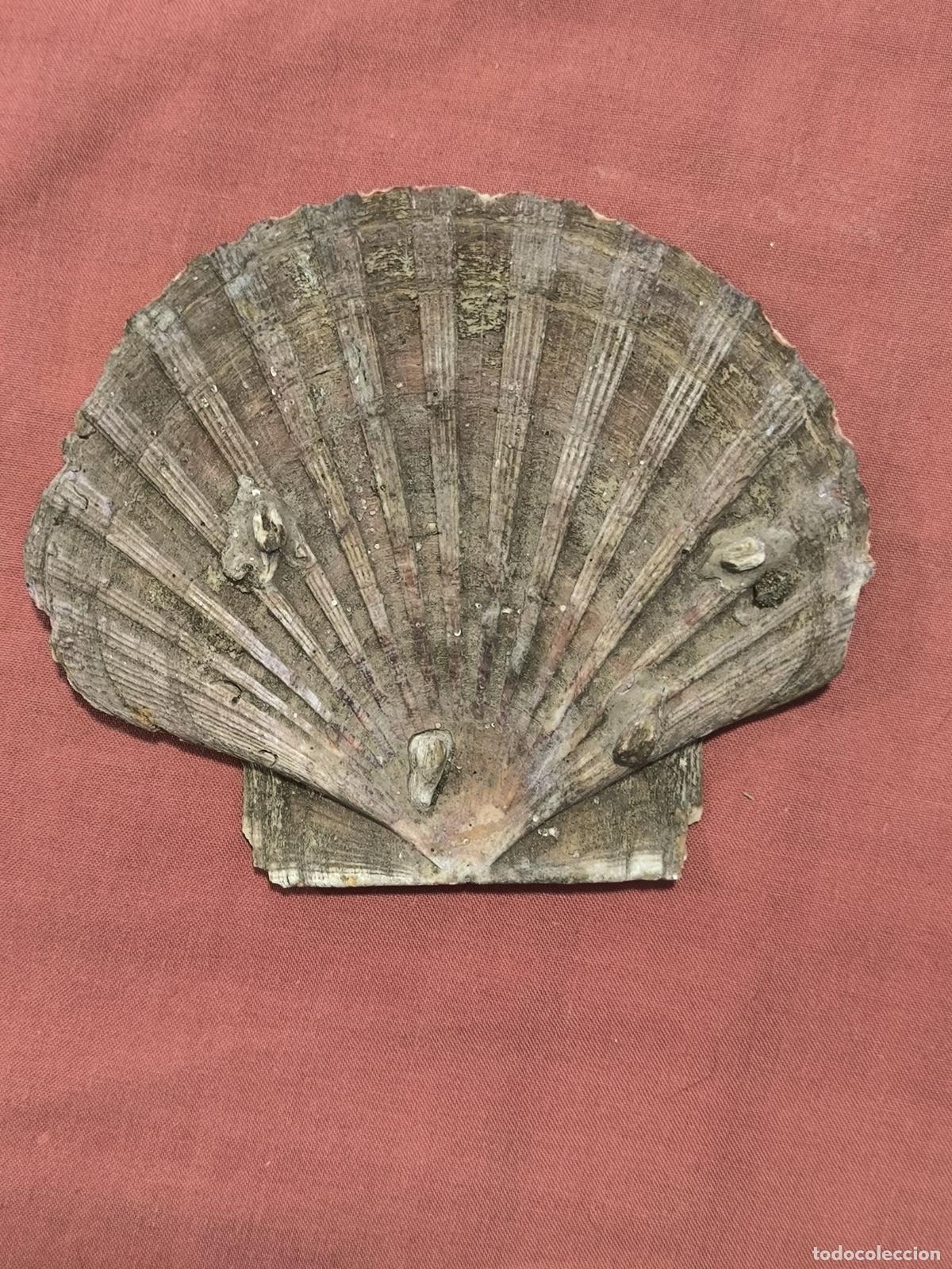 Collezionismo di molluschi: Concha Natural Concha de Vieira Natural Coleccionismo