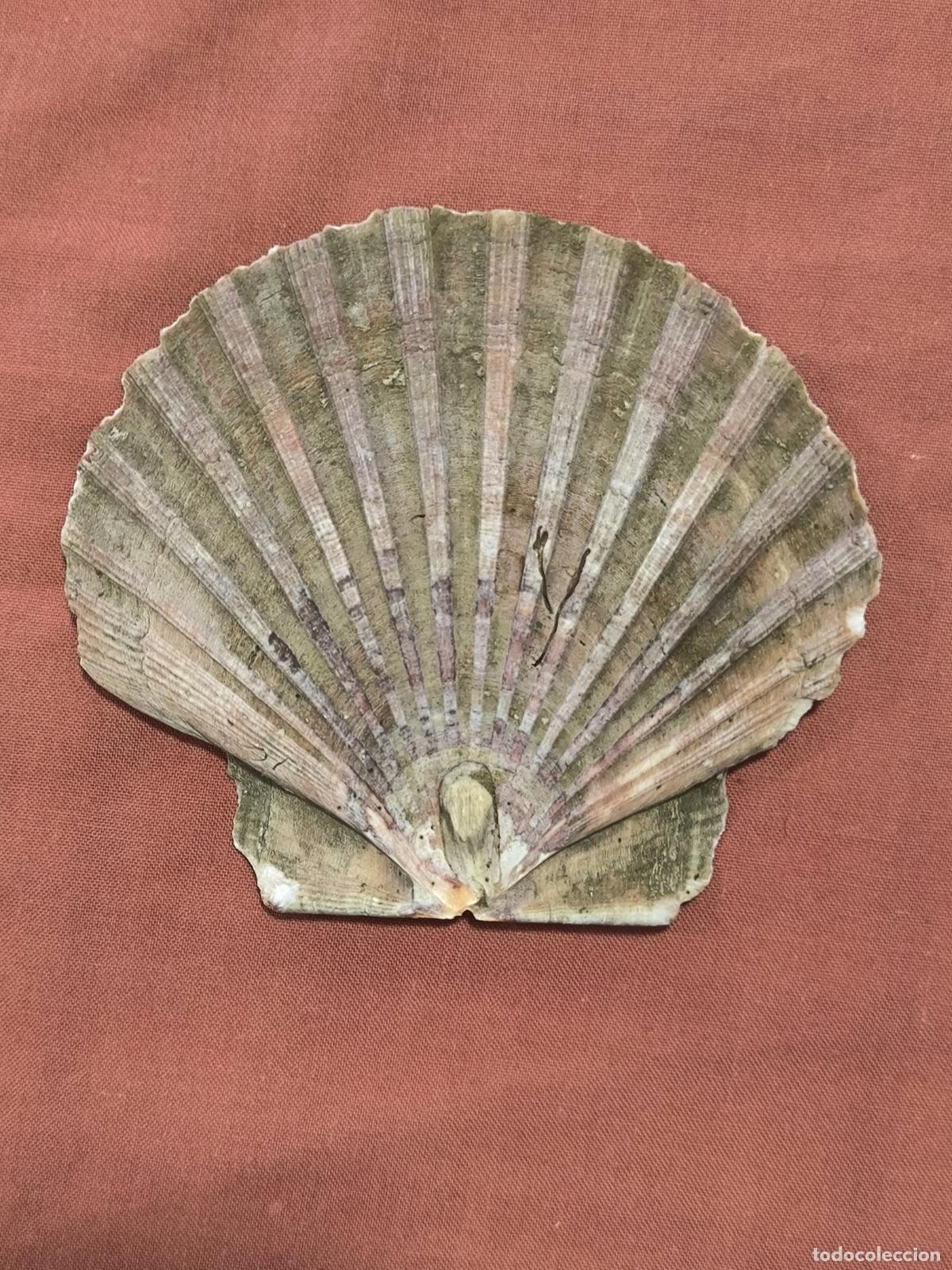 Collezionismo di molluschi: Concha Natural Concha de Vieira Natural Coleccionismo