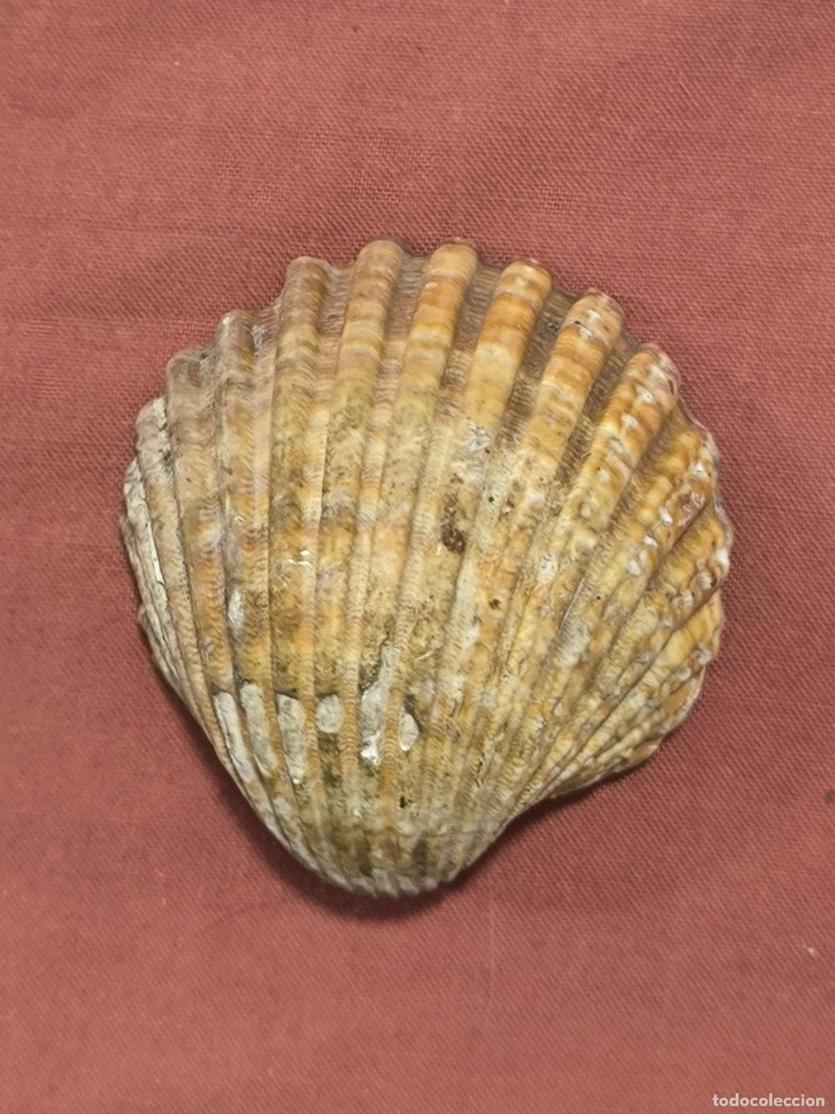 Collezionismo di molluschi: Concha Atl&aacute;ntica Antigua Natural Coleccionismo