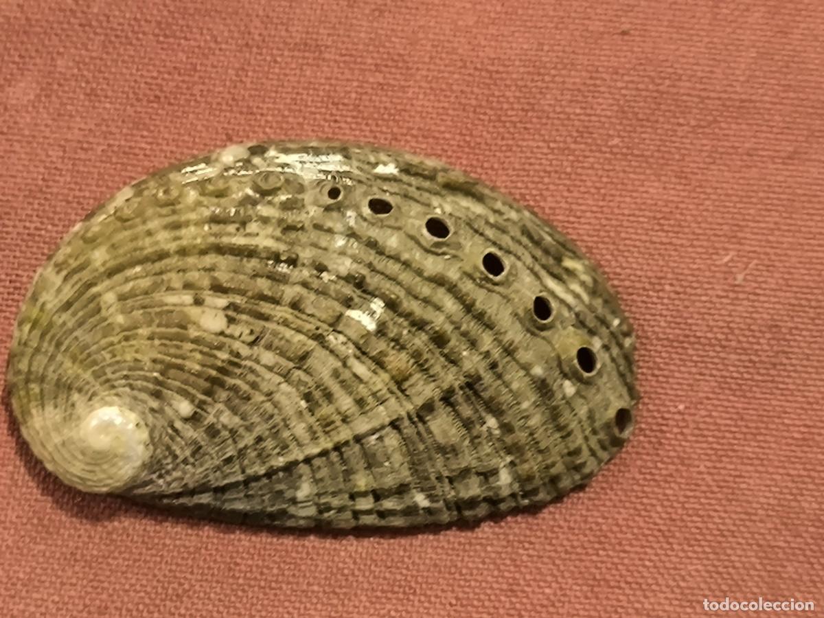 Collezionismo di molluschi: Concha Natural Concha de N&aacute;car Oreja de Mar Coleccionismo