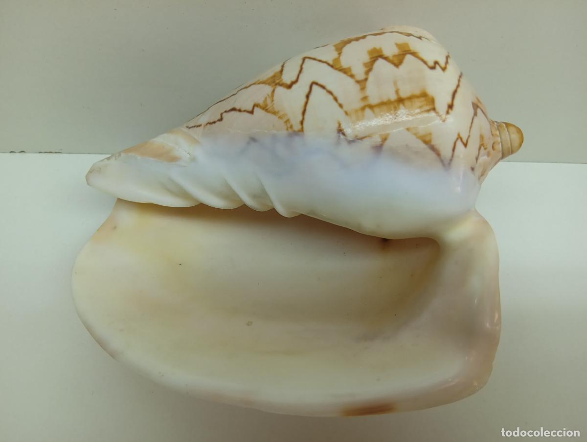 Coleccionismo de moluscos: Excelente Concha Marina Voluta Noble (Cymbiola Nobilis) - Gran Tama&ntilde;o: 17 cm