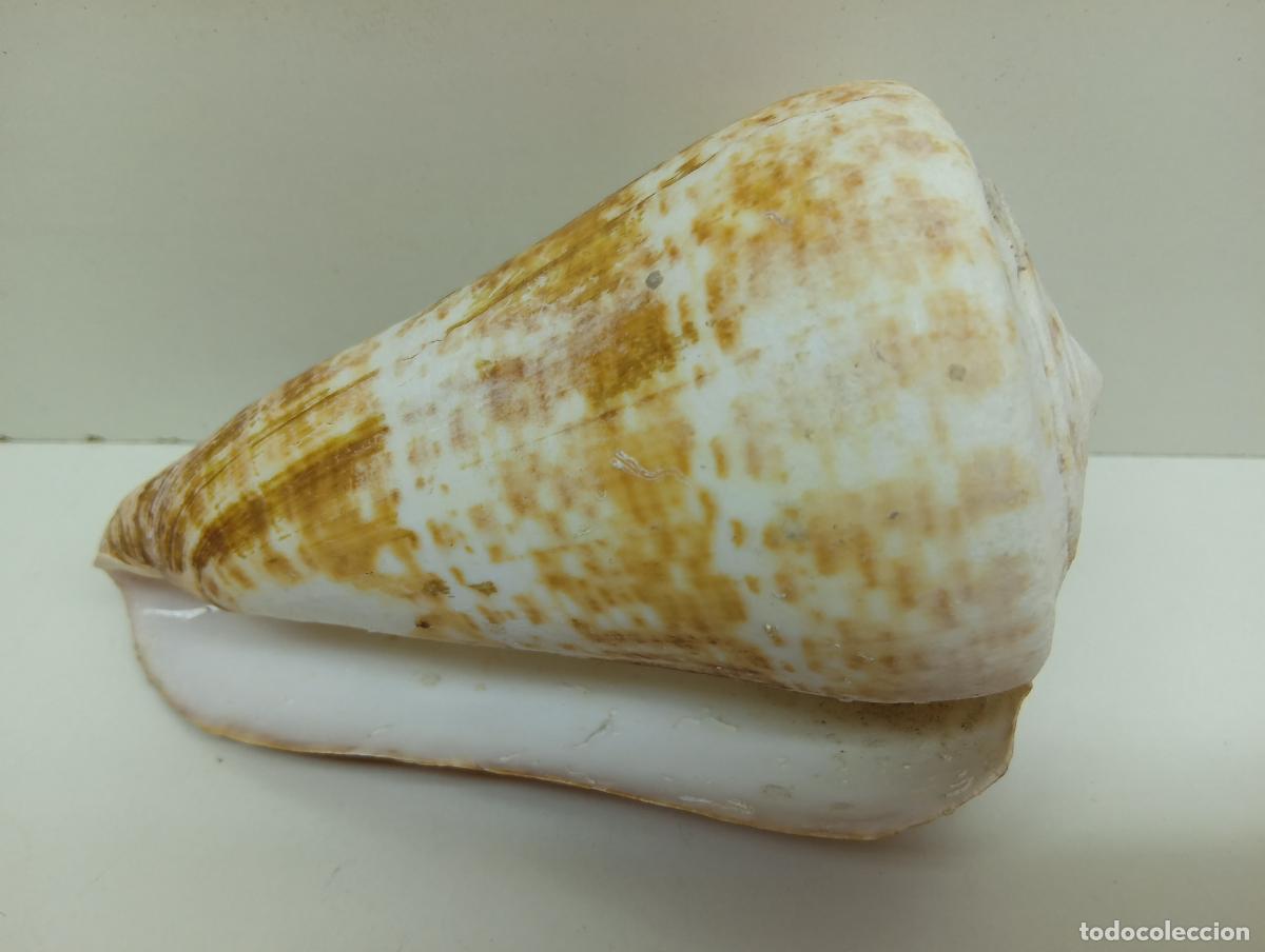 Coleccionismo de moluscos: Concha Marina Molusco Conus Geographus (Caracol Cono) - Gran Tama&ntilde;o 13 cm