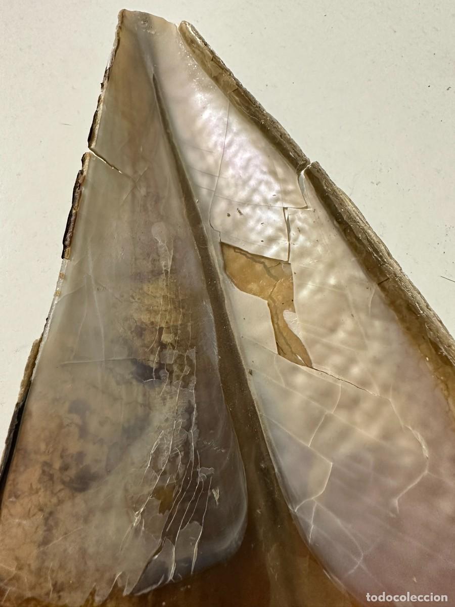 Coleccionismo de moluscos: Concha de nacra 29 cm - Foto 2