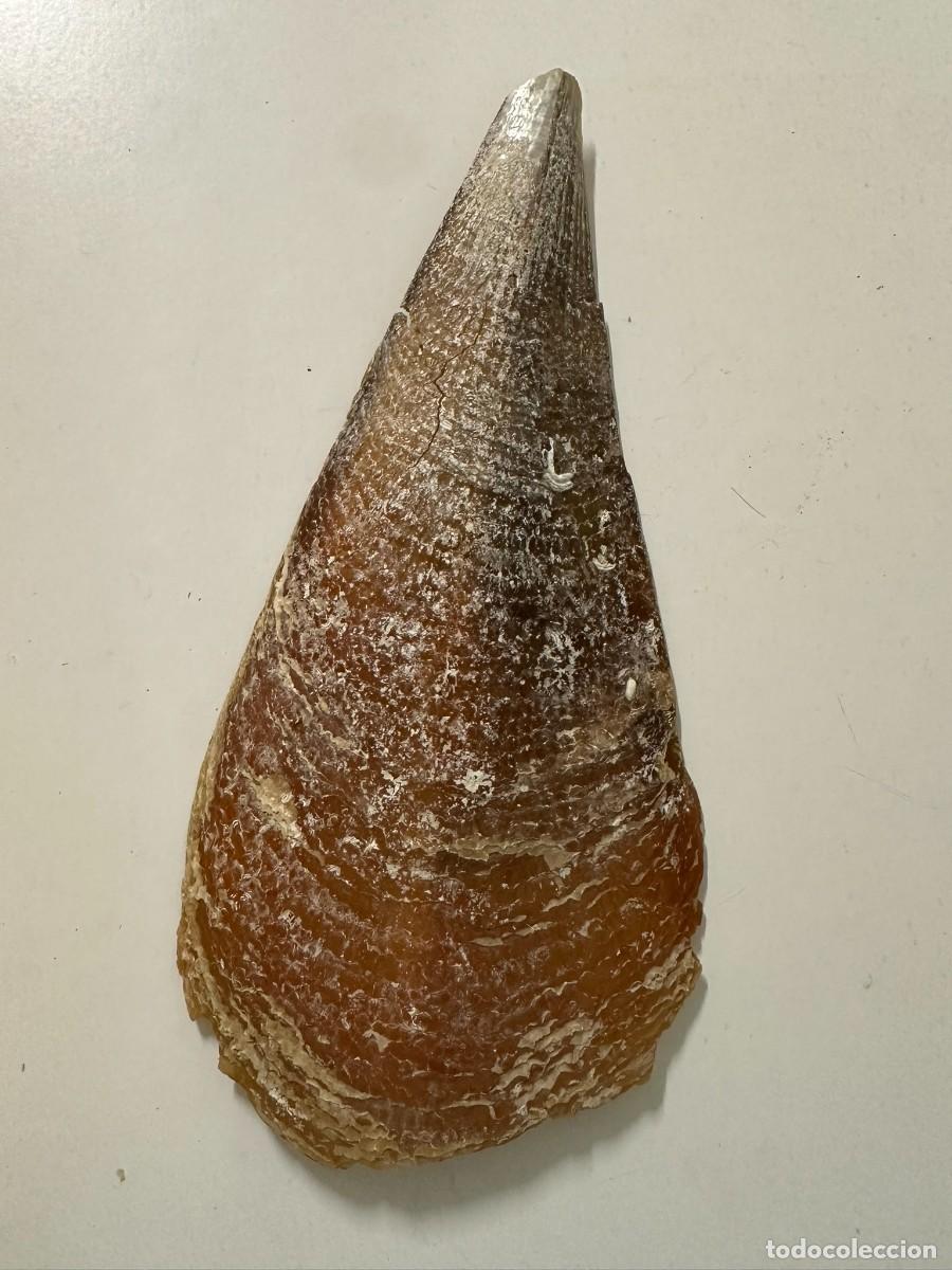 Coleccionismo de moluscos: Concha de nacra 29 cm - Foto 3