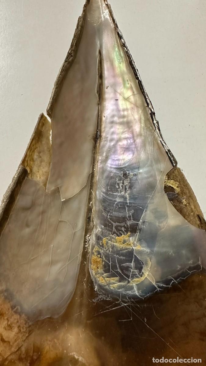 Coleccionismo de moluscos: Concha de nacra 40 cm - Foto 2