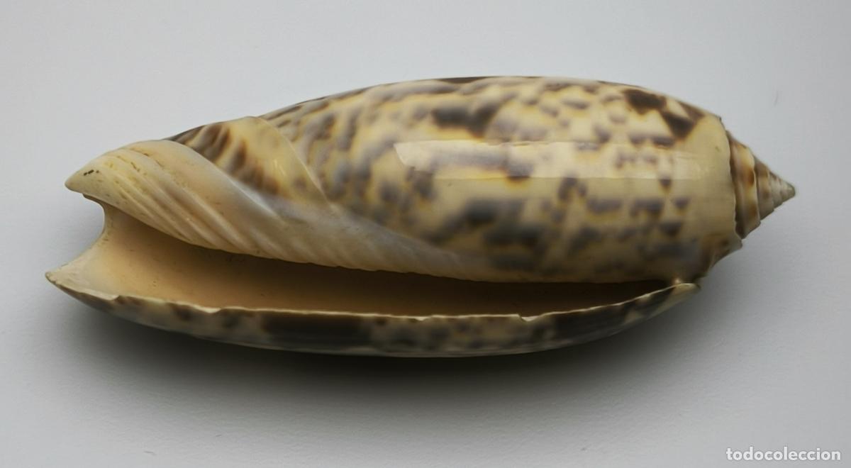 Coleccionismo de moluscos: OLIVA ERYTHROSTOMA 78 MM