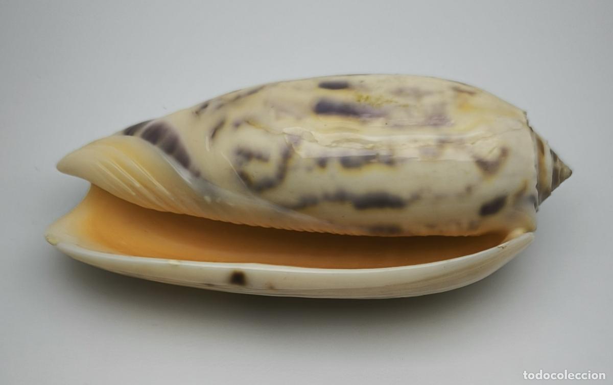Coleccionismo de moluscos: OLIVA BULBOSA - 77 MM.