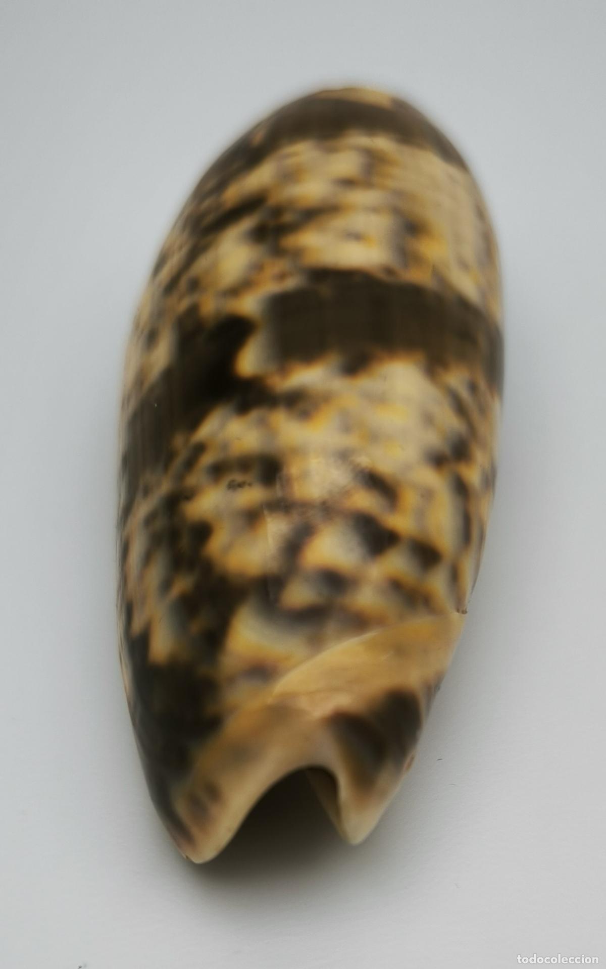 Coleccionismo de moluscos: OLIVA ERYTHROSTOMA 7O MM