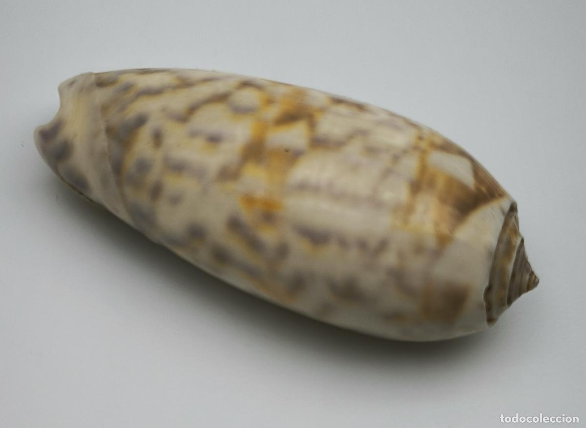Coleccionismo de moluscos: OLIVA LIGNARIA - 59 MM.