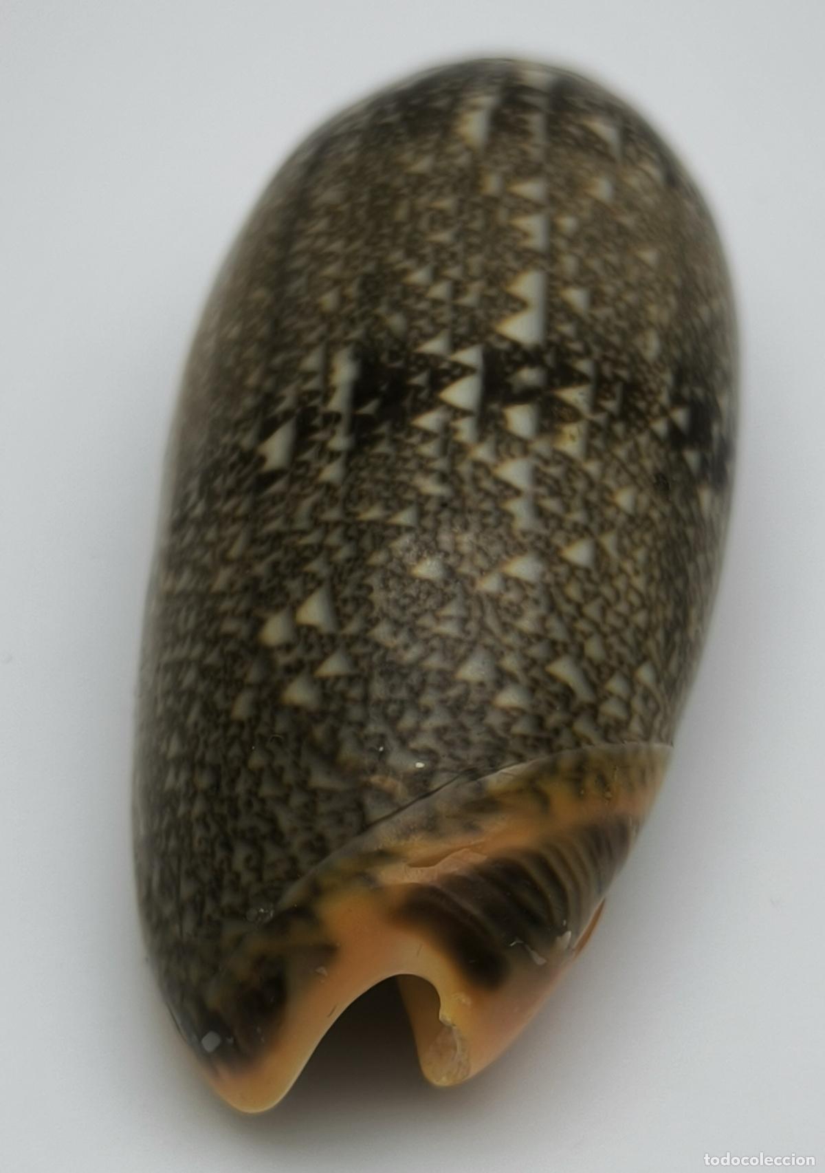Coleccionismo de moluscos: OLIVA TEXTICINA - 60 MM.