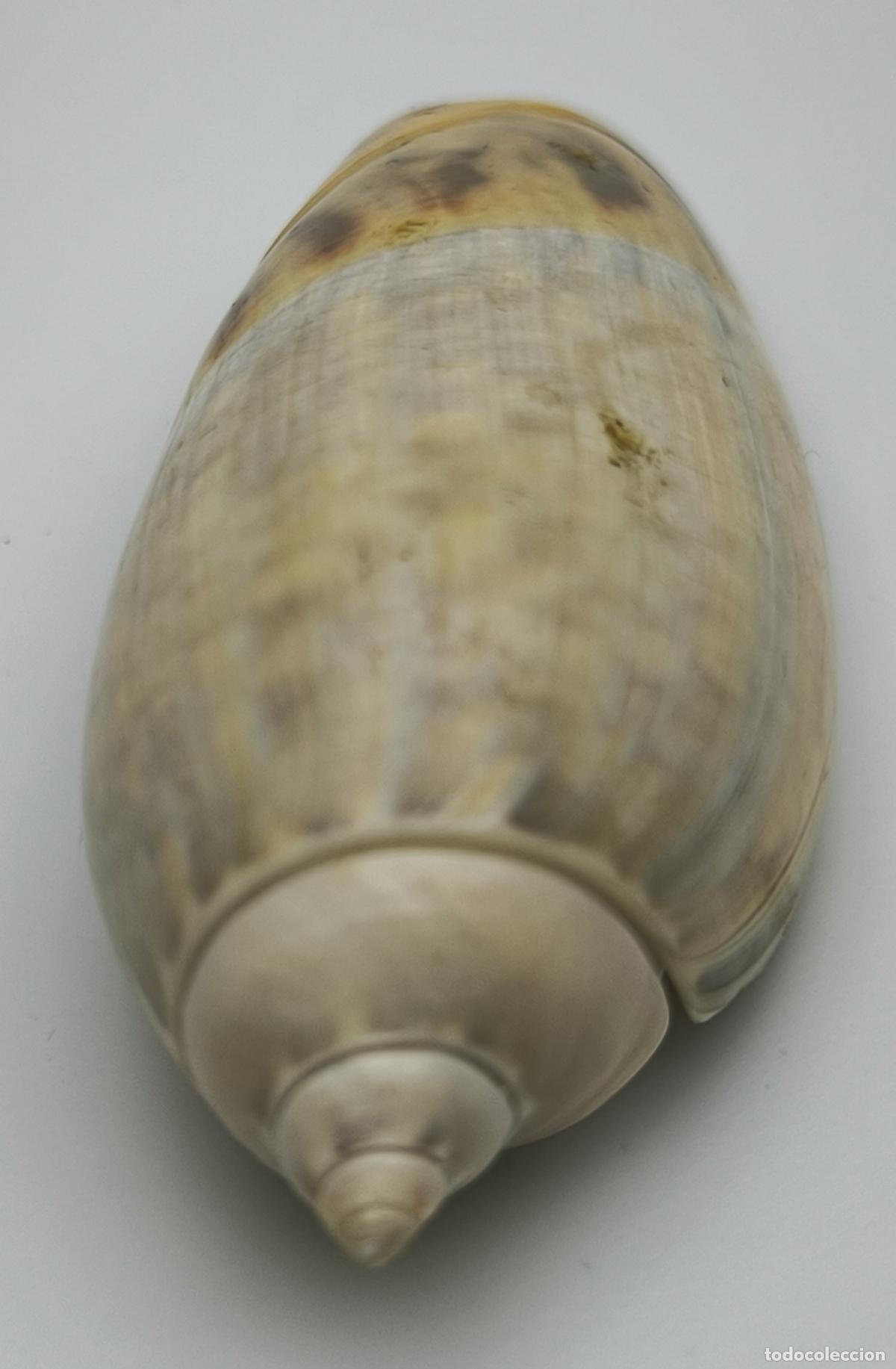 Coleccionismo de moluscos: OLIVANCELLARIA GIBBOSA - 53 MM.