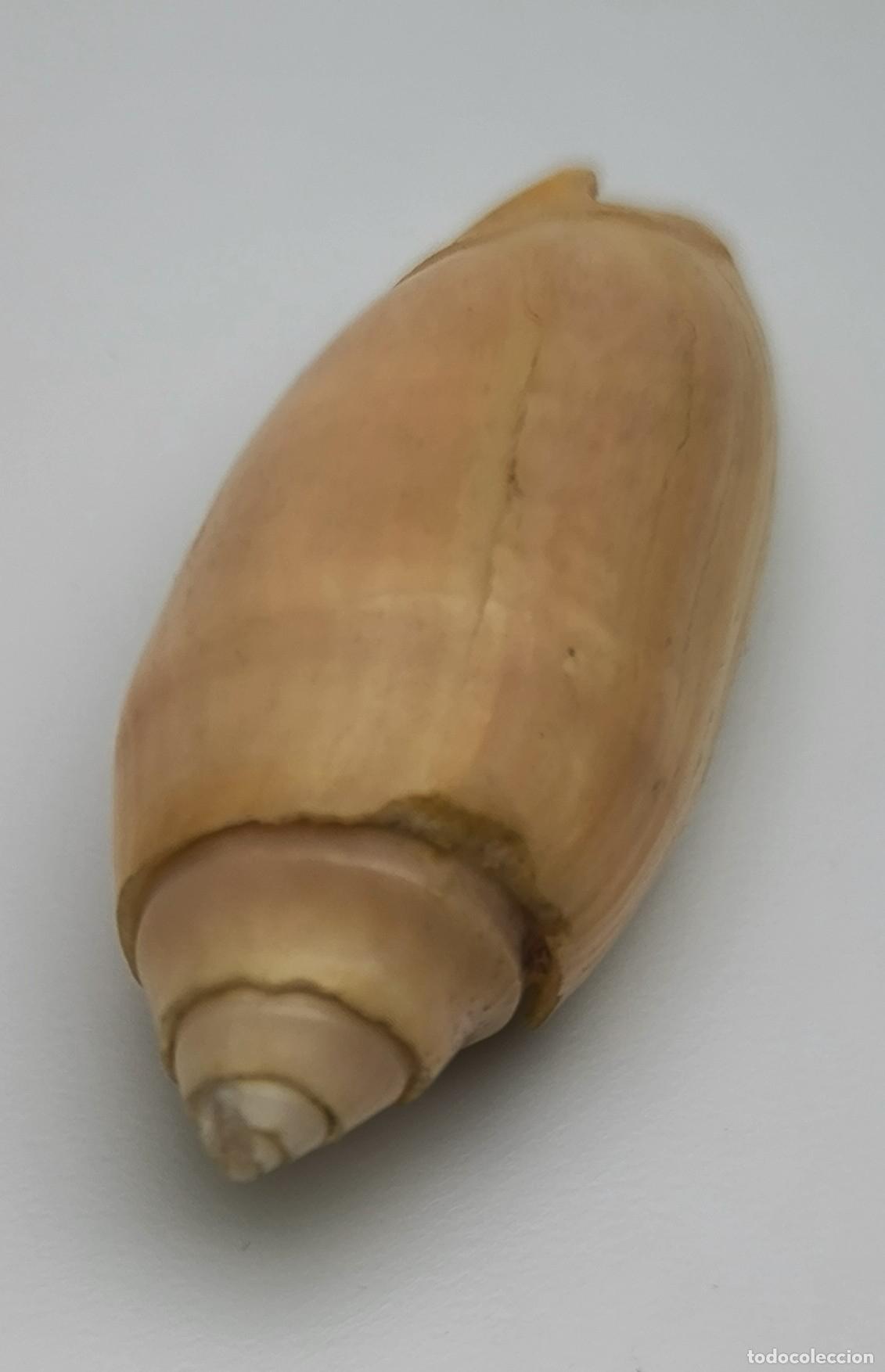 Coleccionismo de moluscos: OLIVA ANNULATA CARNICOLOR - 45 MM.