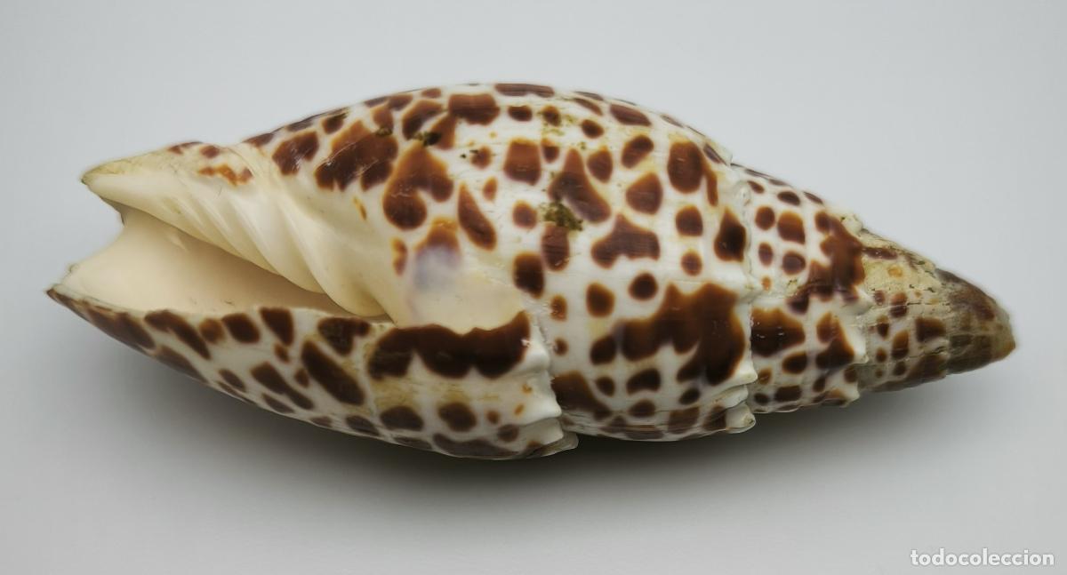 Coleccionismo de moluscos: MITRA PAPALIS - 84 MM. - Foto 2