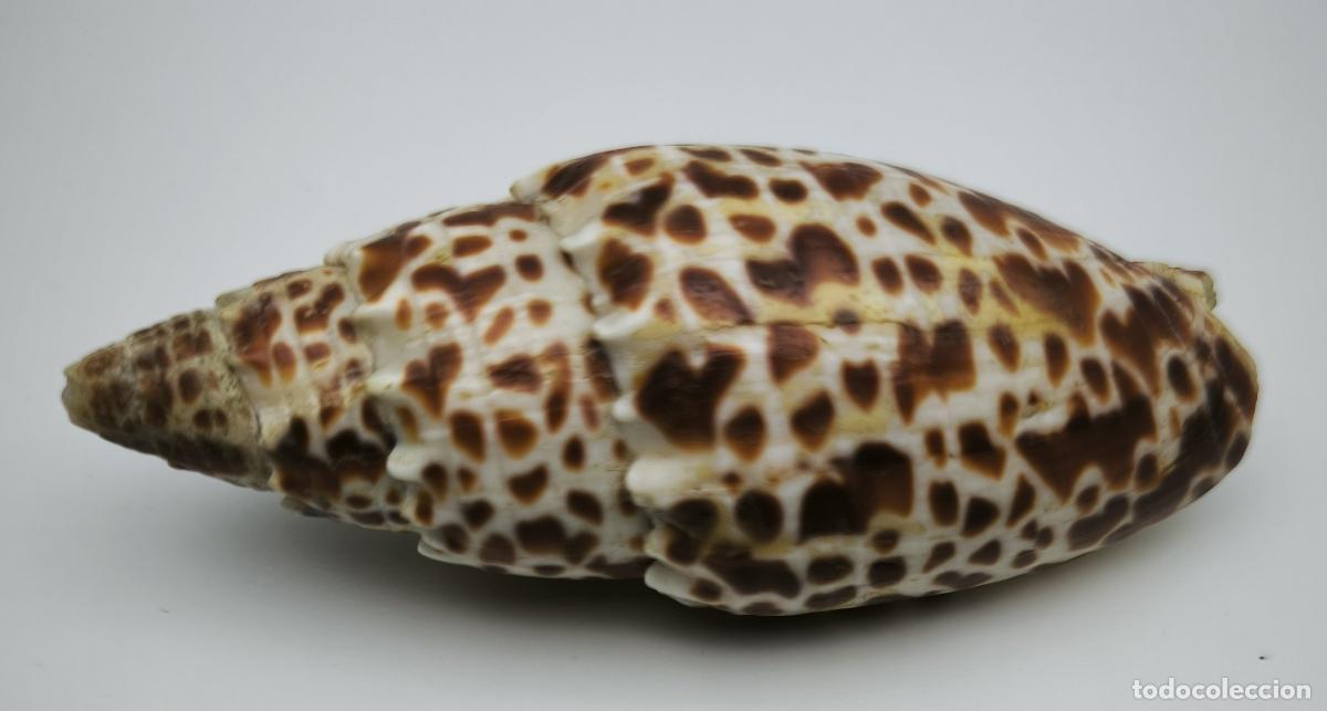 Coleccionismo de moluscos: MITRA PAPALIS - 84 MM. - Foto 3