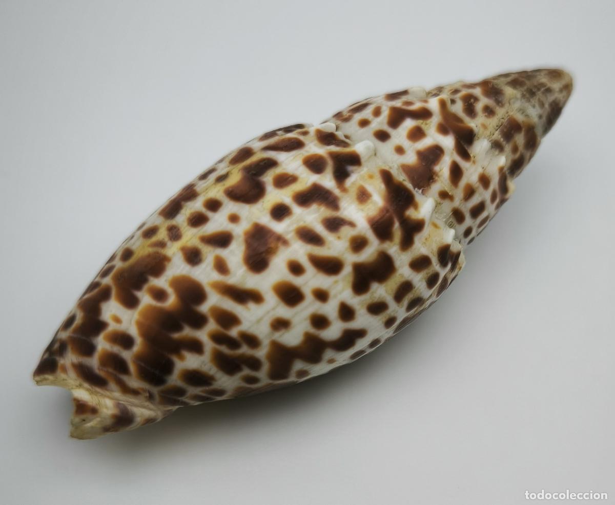 Coleccionismo de moluscos: MITRA PAPALIS - 84 MM.
