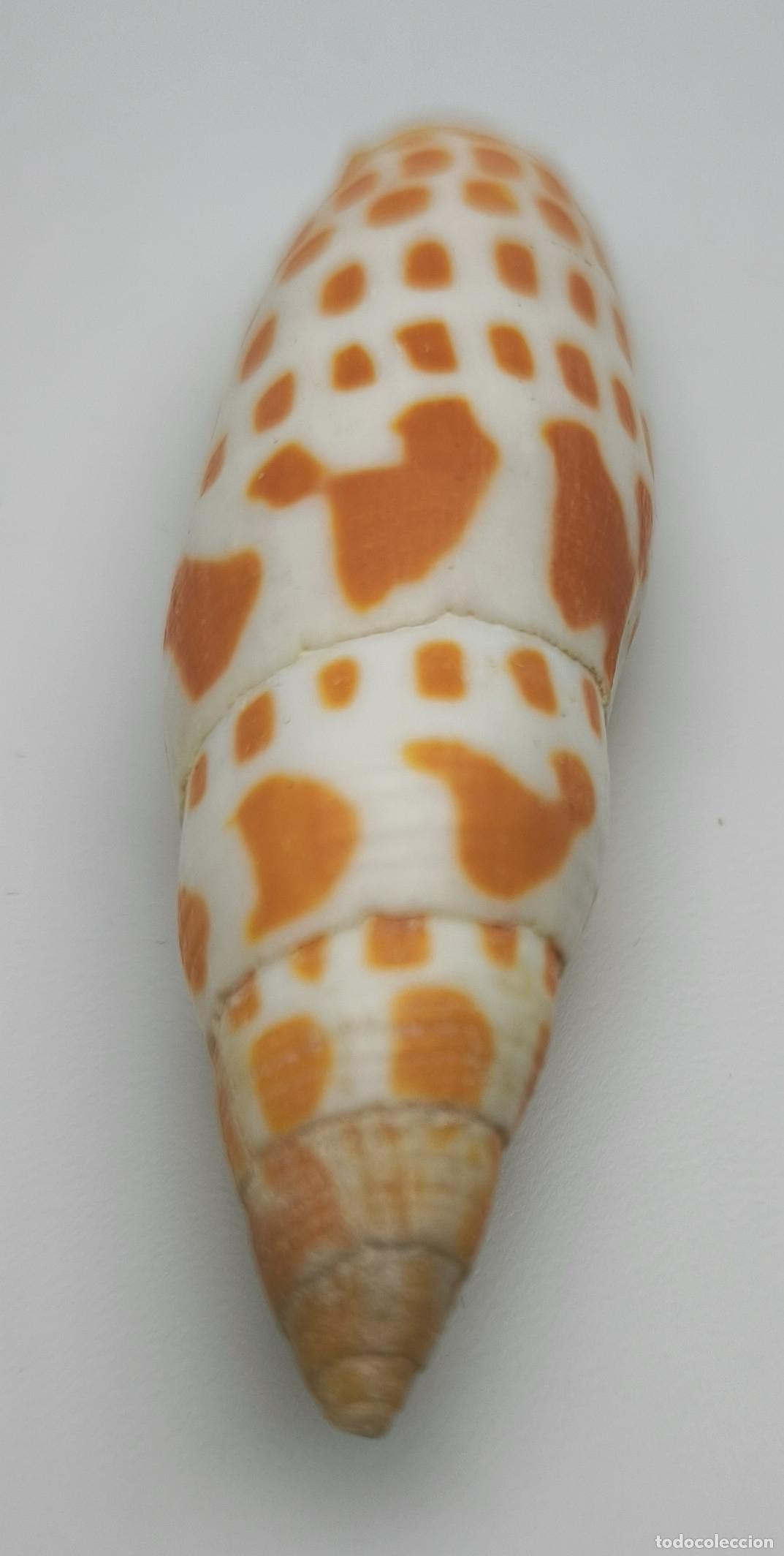 Coleccionismo de moluscos: MITRA EPISCOPALIS - 76 MM. - Foto 2
