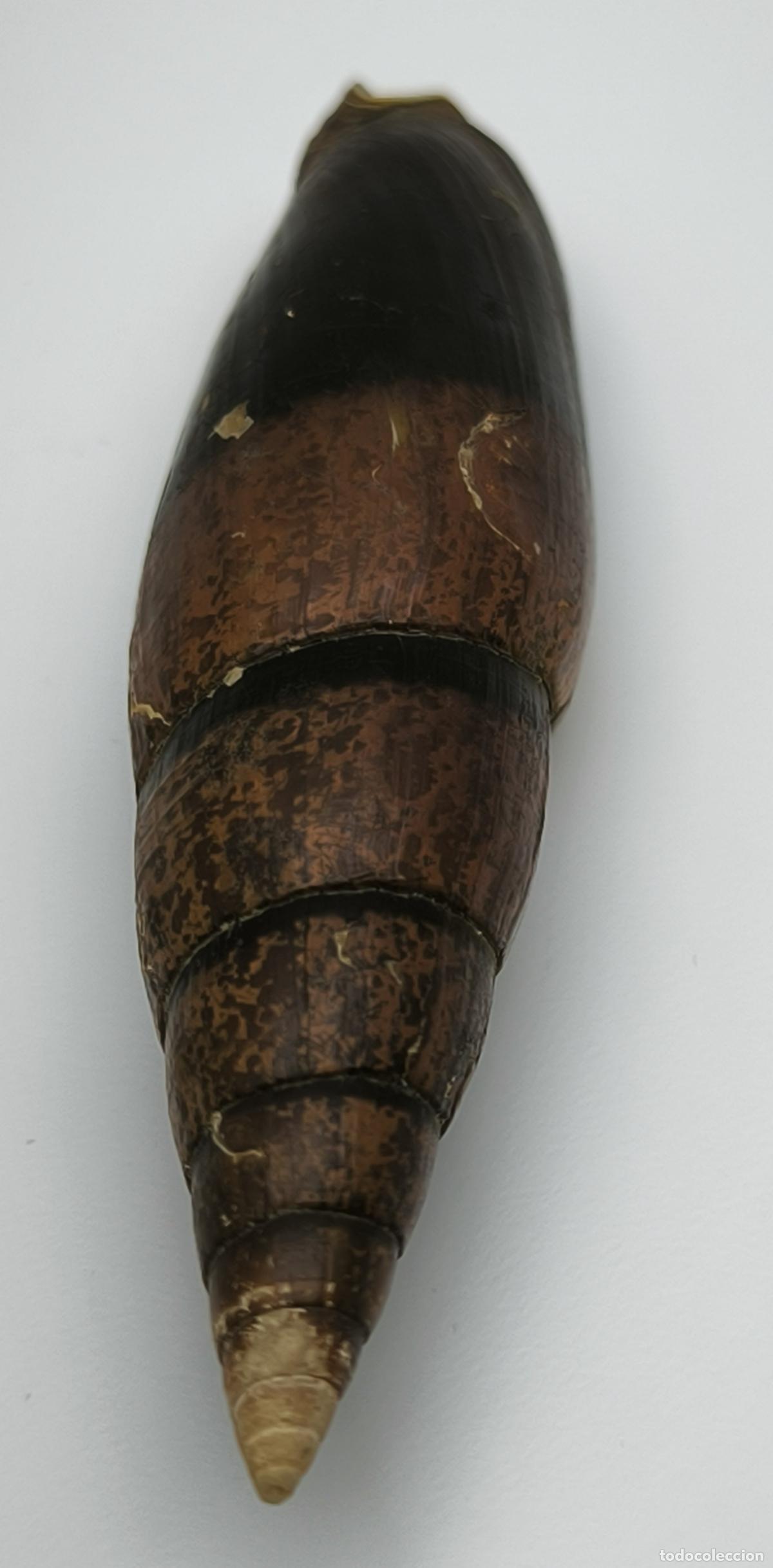 Coleccionismo de moluscos: MITRA ZONATA - 72 MM. - Foto 2