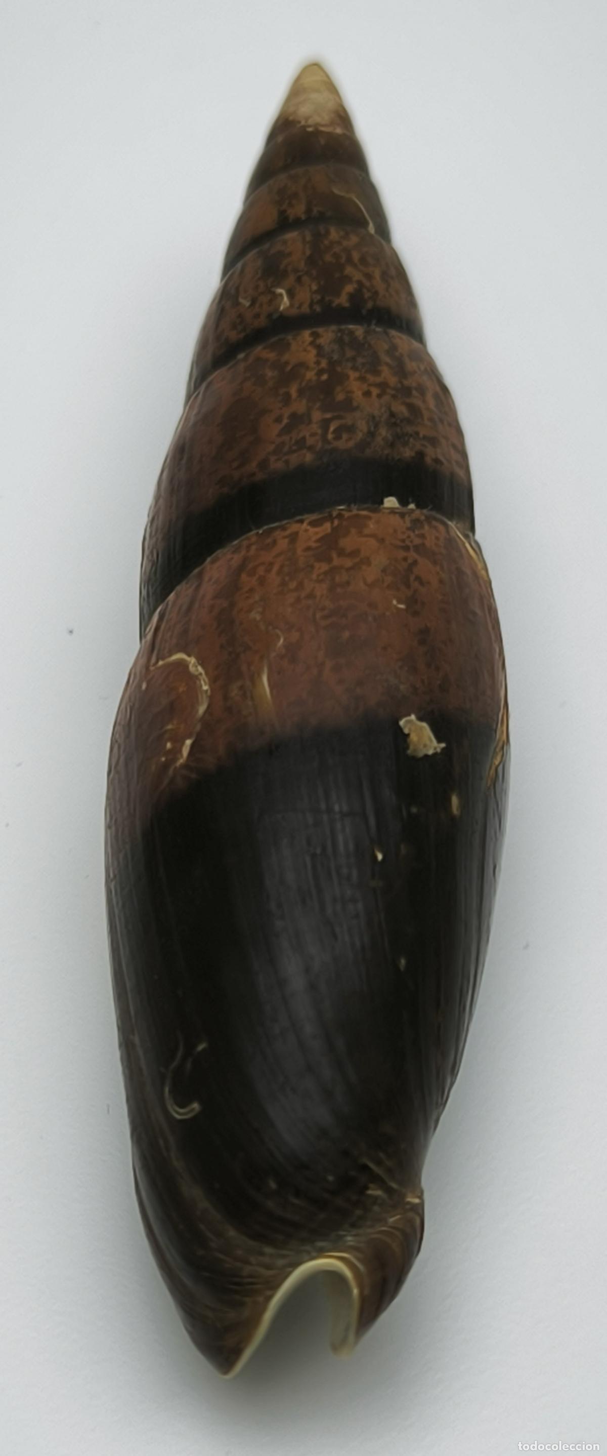 Coleccionismo de moluscos: MITRA ZONATA - 72 MM. - Foto 3