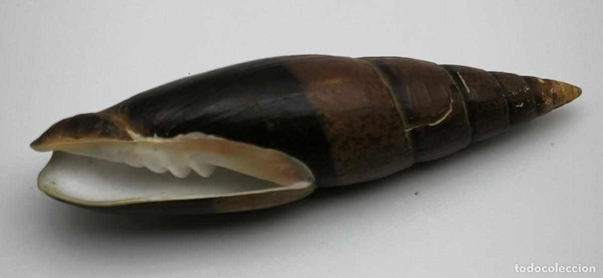Coleccionismo de moluscos: MITRA ZONATA - 72 MM.